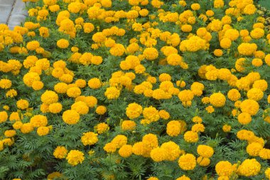  Güzel kadife çiçeği çiçek