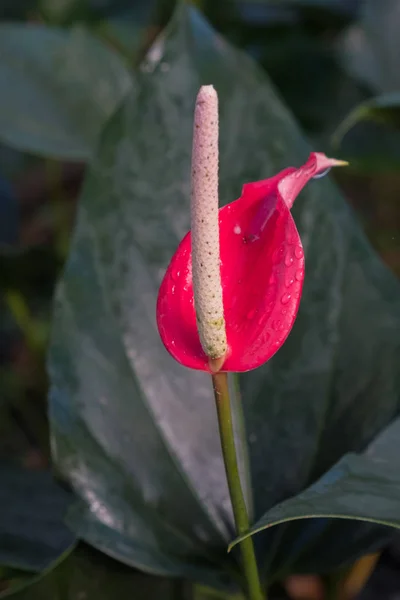 Fiore di fenicottero — Foto Stock