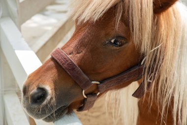 Mini cüce at bir arazide