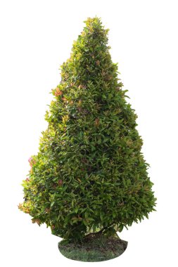 ağaç beyaz ve arka plan kırpma yolu ile izole