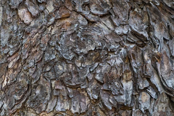 Felszíni bőr fa textúra és a háttér — Stock Fotó