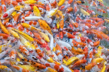 sazan/koi balık besleme. Koi veya daha ayrıntılı olarak nishikigo