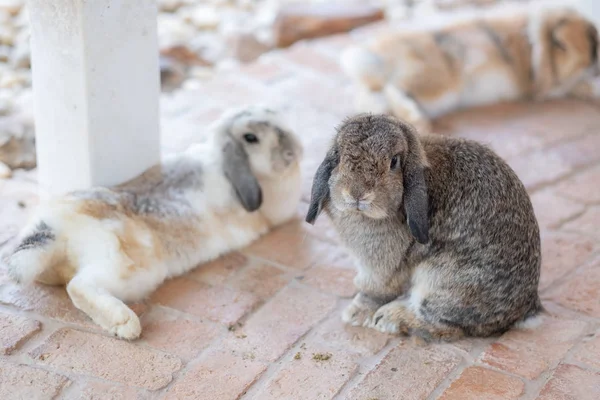 Little cute rabbit in farm — Stock Photo, Image