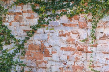 yaprak duvar bric arka plan üzerinde