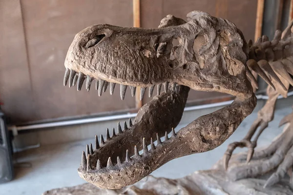 Raptor kemik fosil müzede kapat