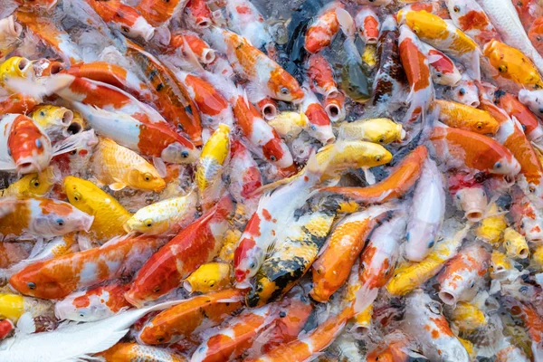 Krmení kaprů/koi ryb v rybníku. Koi nebo přesněji nishikigo — Stock fotografie