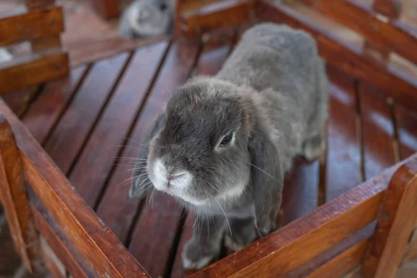 Little cute rabbit in farm — Stock Photo, Image