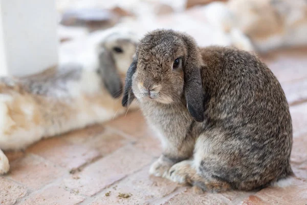 Little cute rabbit in farm — Stock Photo, Image