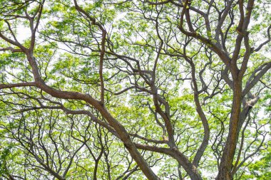 güzel bir bahçe içinde büyük bir ağaç