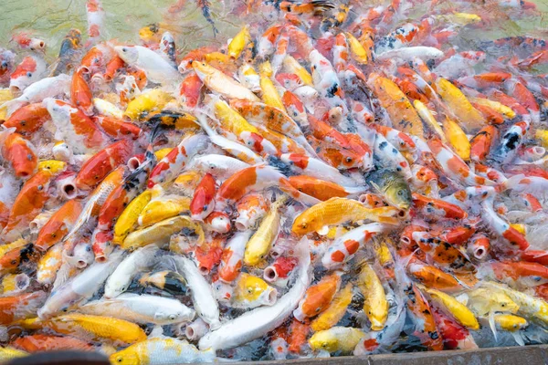 Utfodring karp/koi fisk i dammen. Koi eller mer specifikt nishikigo — Stockfoto