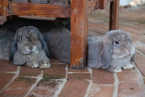 Little cute rabbit in farm — Stock Photo, Image