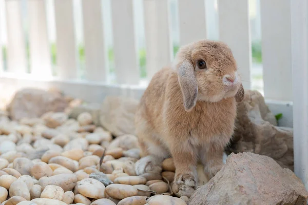 Little cute rabbit in farm — Stock Photo, Image
