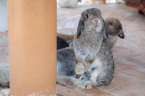 Little cute rabbit in farm — Stock Photo, Image