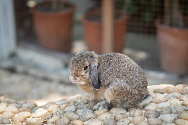 Little cute rabbit in farm — Stock Photo, Image