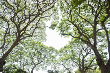 güzel bir bahçe içinde büyük bir ağaç