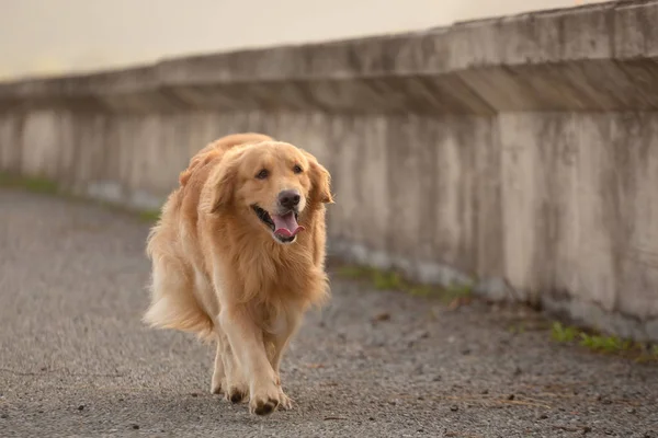 Golden Retriever köpeği koşuyor