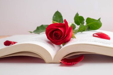 güzel kırmızı gül, Sevgililer günü kavramı yakından