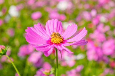 Cosmos çiçek yumuşak pastel vintage retro tonda ba için bulanıklık