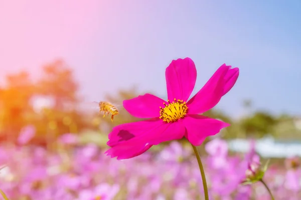 Cosmos flowers soft blur in the pastel vintage retro tone for ba — Stock Photo, Image