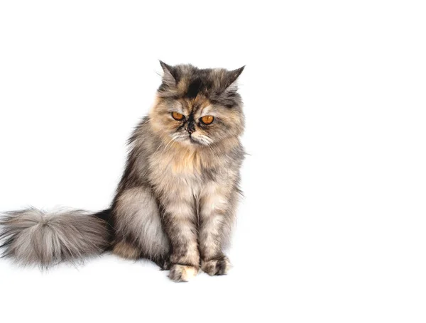 Sarı gözlü kedi.