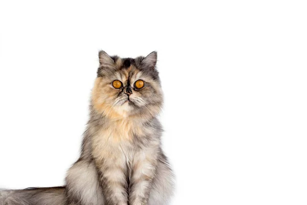 Katt med gula ögon — Stockfoto