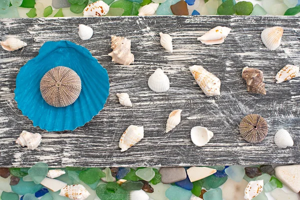 Conjunto de conchas marinas sobre fondo de madera viejo — Foto de Stock