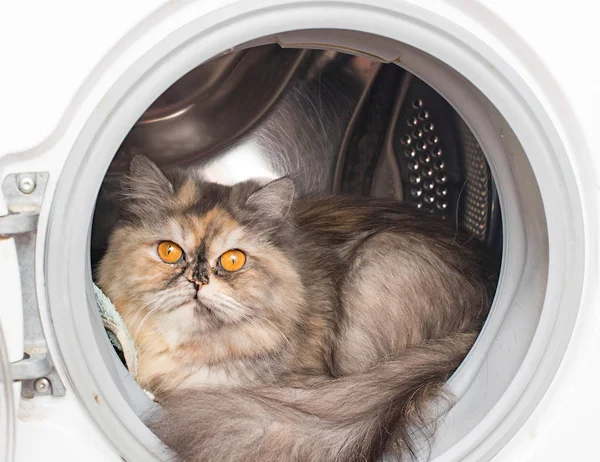 Gatto con occhi gialli in lavatrice — Foto Stock
