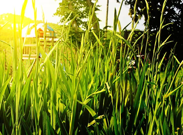 Hohes grünes Gras im hellen Sonnenlicht — Stockfoto