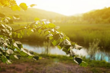 Günbatımında yeşil tepelerin bir arka plan üzerinde yaprakları ile şube