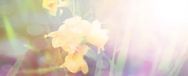 Gula blommor i trädgården i solen — Stockfoto