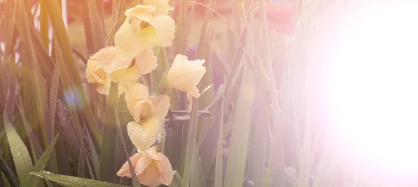 Gula blommor i trädgården i solen — Stockfoto