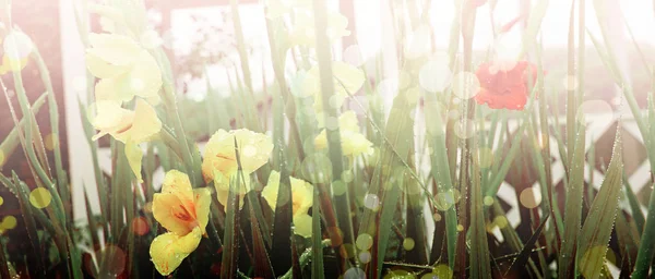 Fleurs jaunes dans le jardin au soleil — Photo