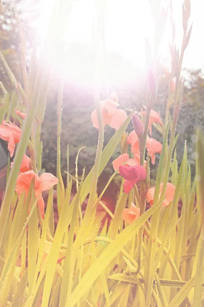 Fleurs jaunes dans le jardin au soleil — Photo