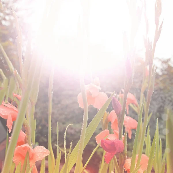 태양에 정원에서 노란 꽃 — 스톡 사진
