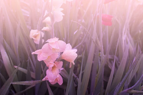 Gula blommor i trädgården i solen — Stockfoto