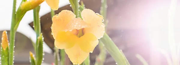Summer banner beautiful flowers in the garden with blurred background. Gladiolus yellow — Stock Photo, Image