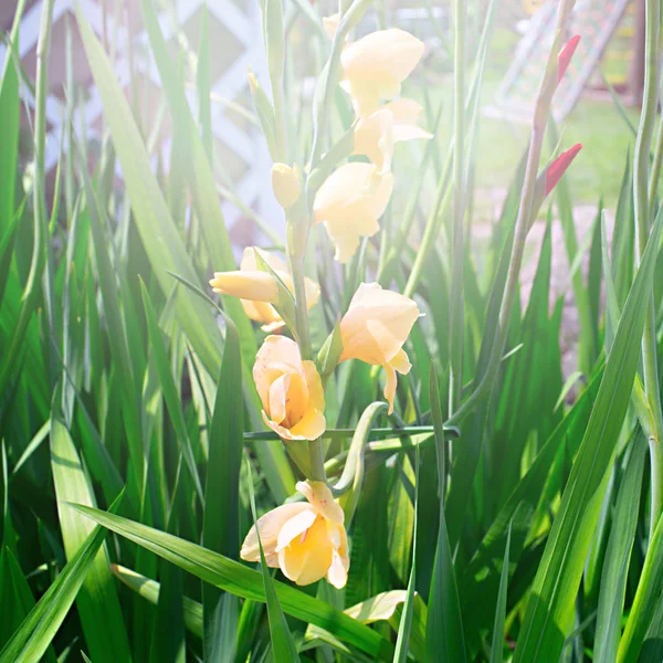 Цветы в саду желтые — стоковое фото