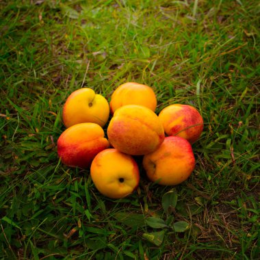 Yeşil çim bir arka plan üzerinde parlak nektarin.