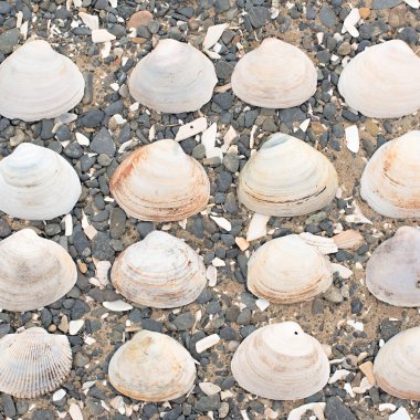 Bir arka plan deniz kabukları çakıl taşı.