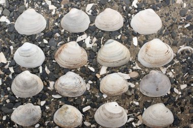 Bir arka plan deniz kabukları çakıl taşı.