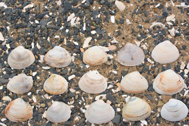 Bir arka plan deniz kabukları çakıl taşı.