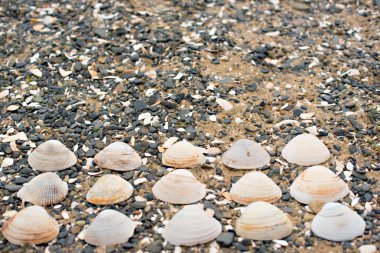 Bir arka plan deniz kabukları çakıl taşı.