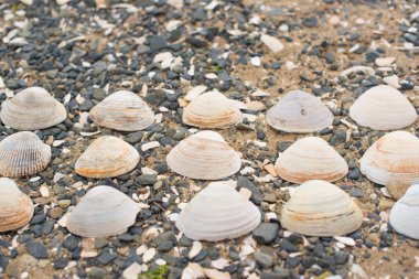 Bir arka plan deniz kabukları çakıl taşı.