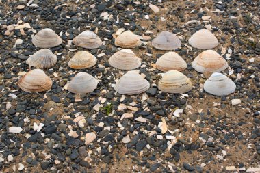 Bir arka plan deniz kabukları çakıl taşı.