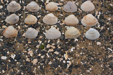 Bir arka plan deniz kabukları çakıl taşı.