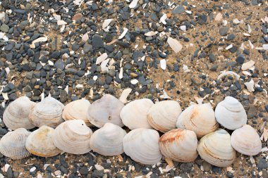 Bir arka plan deniz kabukları çakıl taşı.