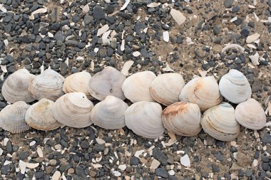 Bir arka plan deniz kabukları çakıl taşı.