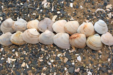 Bir arka plan deniz kabukları çakıl taşı.