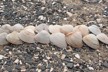 Bir arka plan deniz kabukları çakıl taşı.