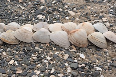 Bir arka plan deniz kabukları çakıl taşı.